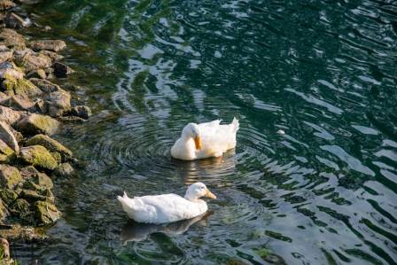 9 Must-Know Facts About Pekin Ducks