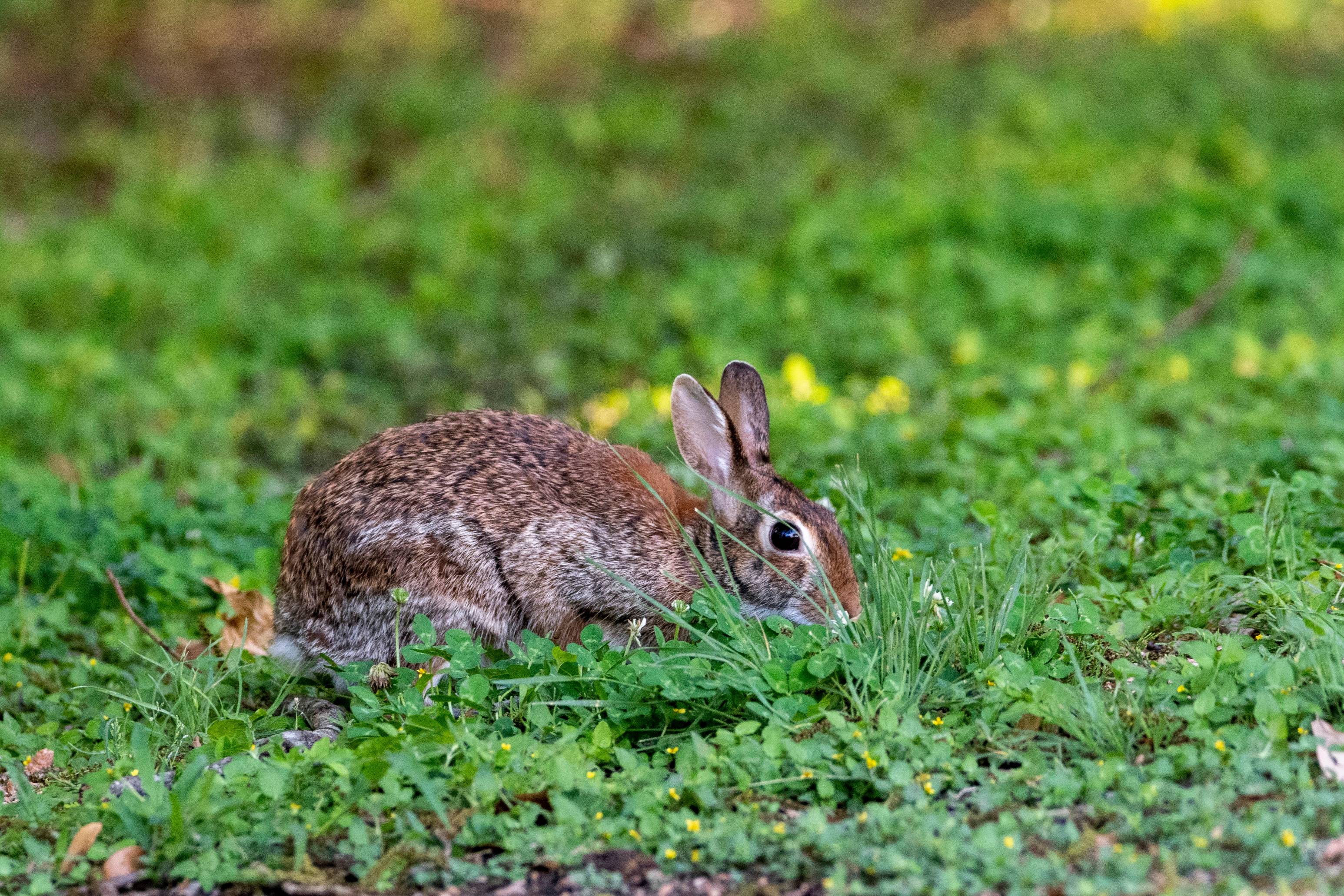 a rabbit in the grass