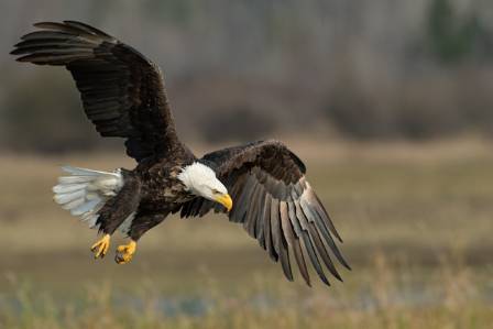 Eagles: Masters of the Sky