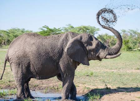 13 Captivating Facts About Elephants