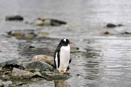 10 Essential Facts About Emperor Penguins
