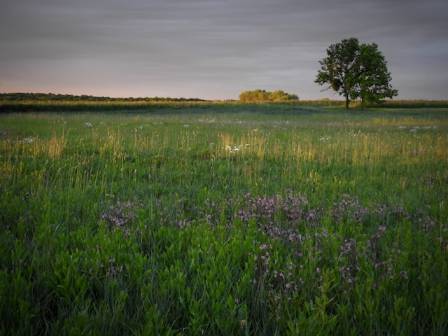 The Most Colorful Fields: Top 5 Flower Realms to See in the World