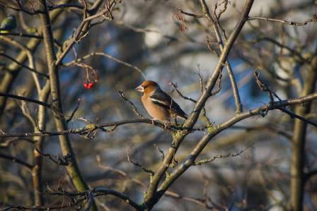 The Hawfinch: Nature’s Powerful Nutcracker