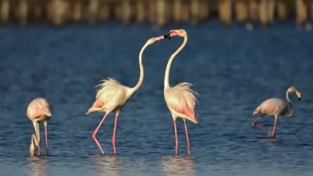 Six Flamboyant Flamingo Facts: Unveiling the Secrets of These Iconic Pink Birds