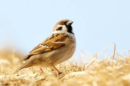 Beginner’s Guide to Common Backyard Birds