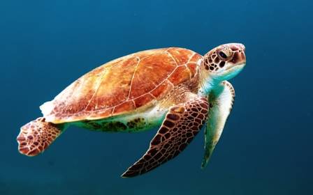 Sea Turtles: Ocean Reptiles