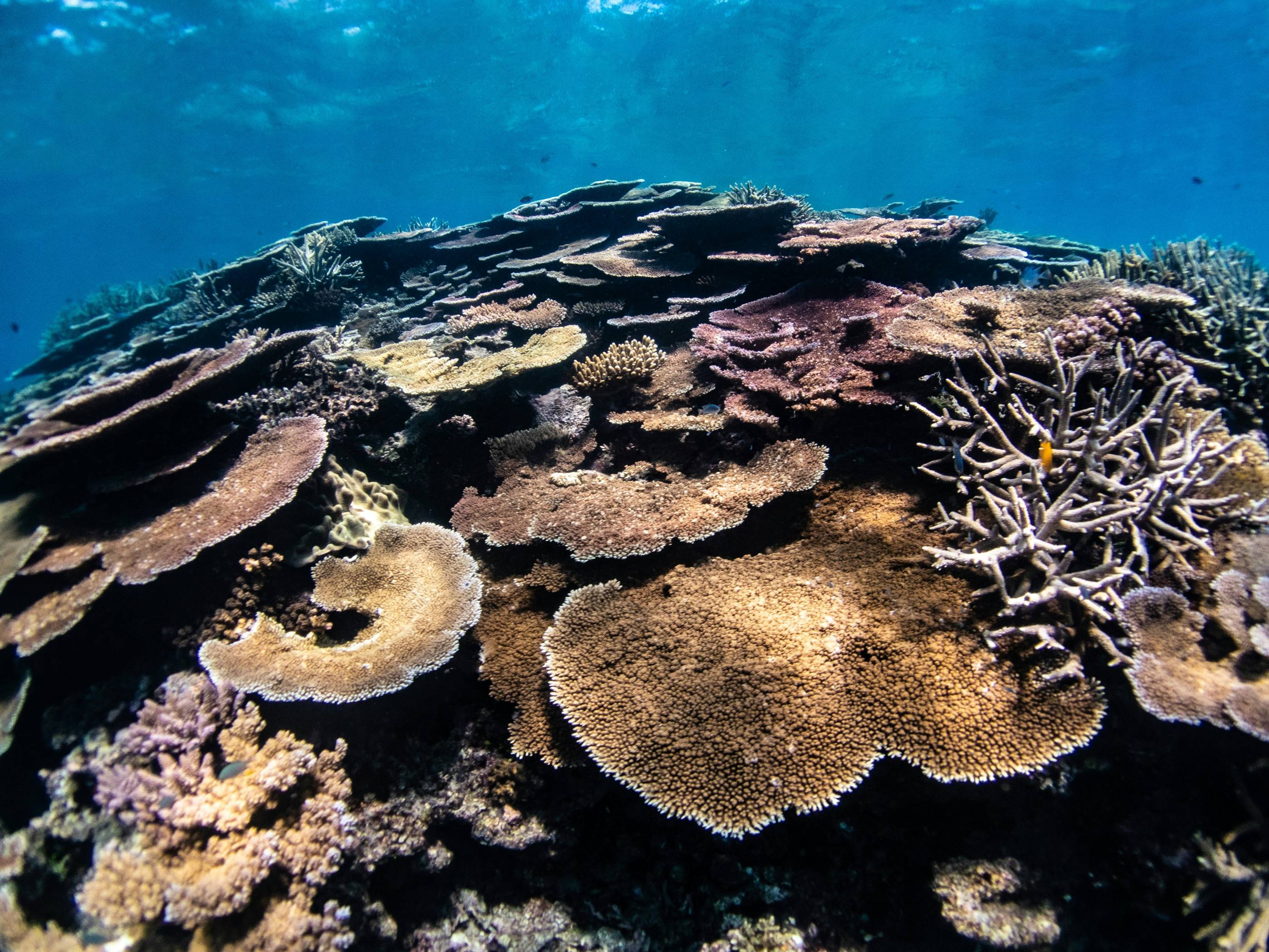 a coral reef with a few plants