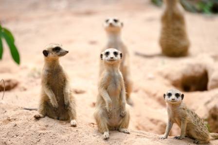 Meerkat (Suricata suricatta): A Deep Dive into the Life of a Fascinating Social Mammal