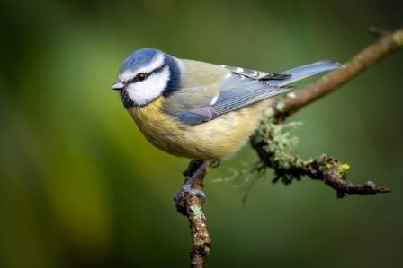 Profile of the Blue Tit: A Guide to the Cyanistes caeruleus
