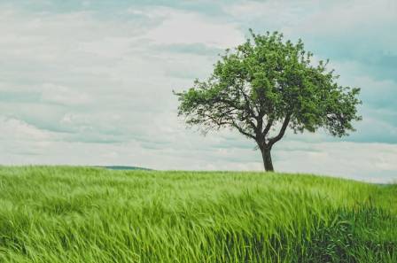 10 Reasons Why Trees Are Crucial for the Environment
