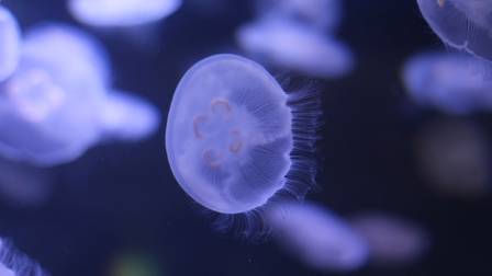 Marvels of the Deep——10 Extraordinary Jellyfish Species