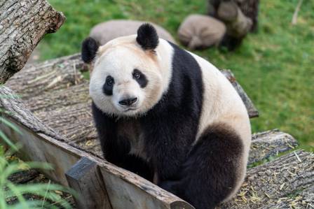 The Giant Panda: Wisest of Beasts
