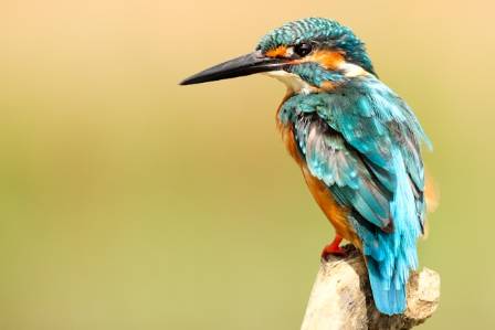 Extraordinary Insights into the Avian World