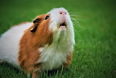 Decoding Guinea Pig Behavior: Understanding Licking and Nibbling