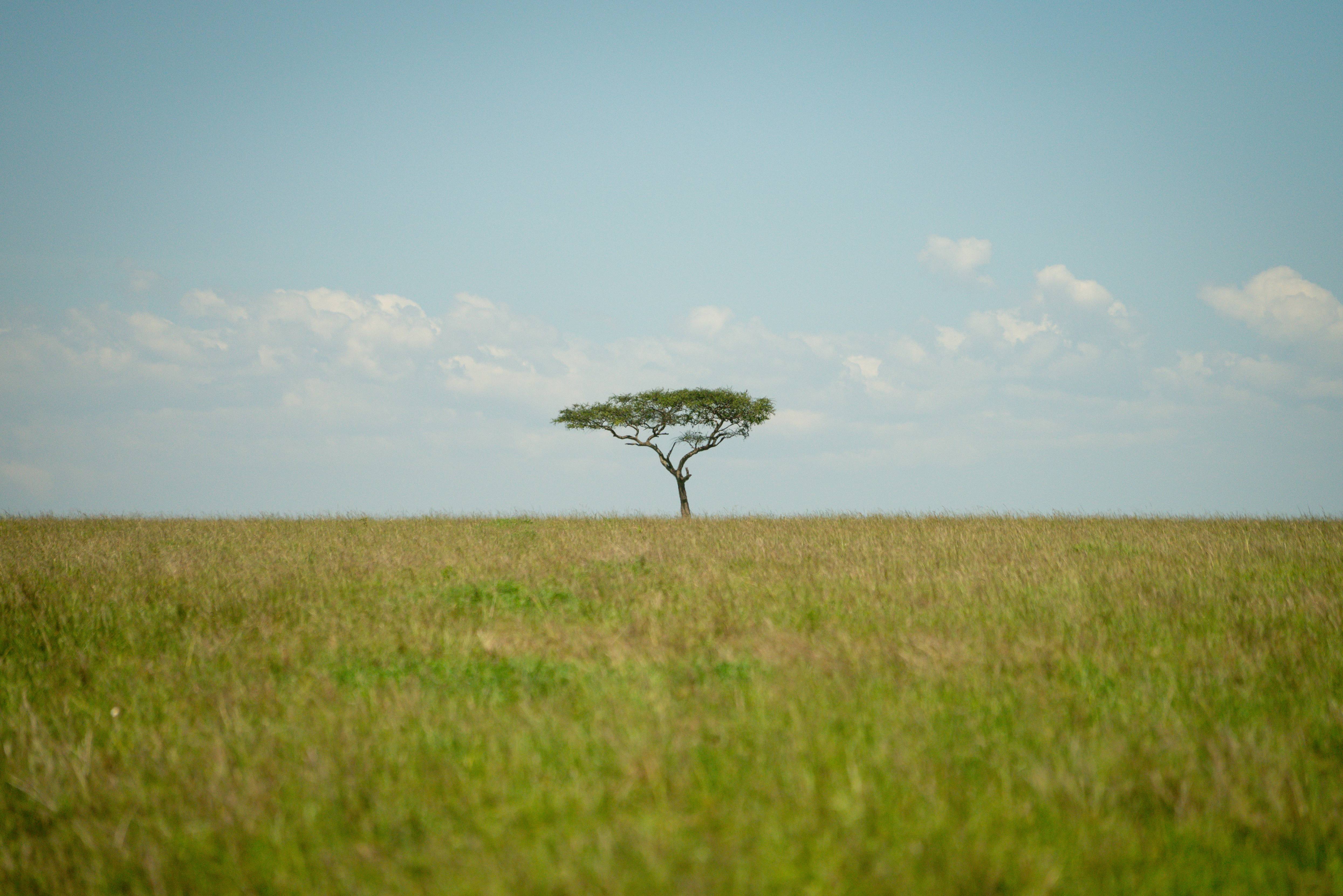 green leafed tree at daytime