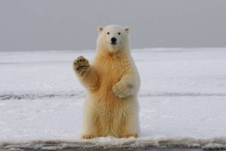 5 Must-Know Facts About Polar Bear Habitats