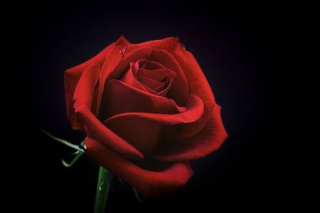 Roses: The Timeless Symbol of Beauty and Love