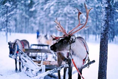 Exploring the Fascinating World of Reindeer: 10 Intriguing Facts