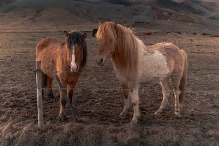 The Icelandic Horse: A Millennium of Grace, History, and Cultural Legacy