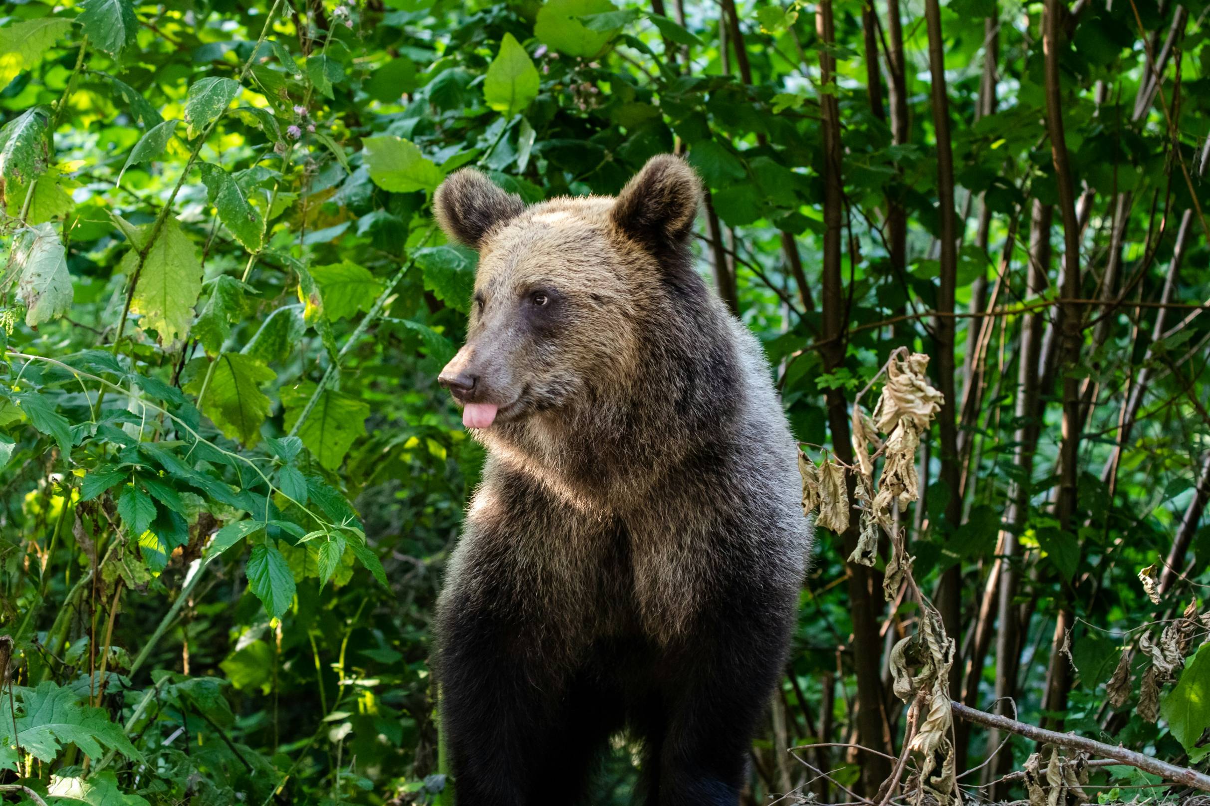 a brown bear standing in the middle of a forest