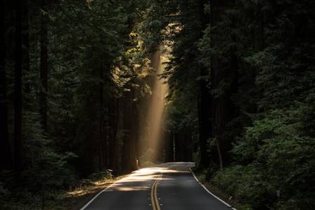 5 Scenic National Forest Road Trips for Your Bucket List