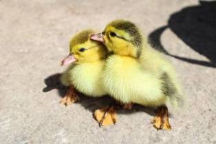 Confirmed: Research Reveals that Viewing Adorable Animals Benefits Your Wellbeing