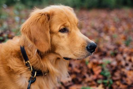 The Most Worthwhile Companion: Benefits of Owning a Golden Retriever