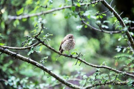 What are the 5 main types of birds?