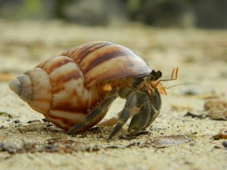 The Comprehensive Guide to Hermit Crab Nutrition and Habitat