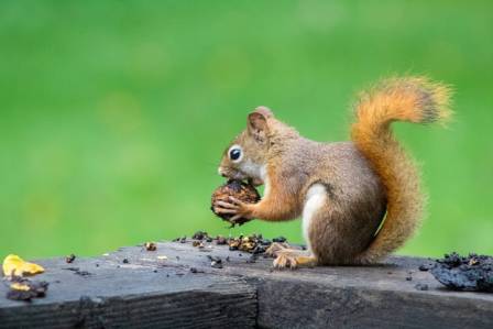 5 Types of Squirrels