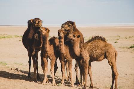 Remarkable Truths About Camels