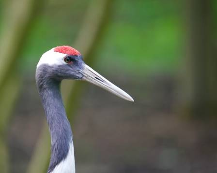 The Red-Crowned Crane: A Majestic yet Vulnerable Icon