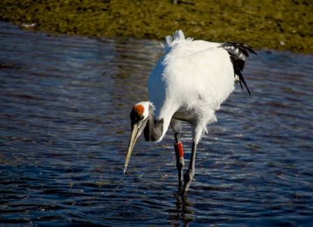 Red-crowned crane